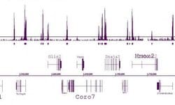 Histone H3K4me2 Polyclonal Antibody, Active Motif 100 &mu;L; Unconjugated:Antibodies,