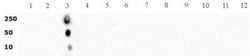 Histone H3K4me2 Polyclonal Antibody, Active Motif 100 &mu;L; Unconjugated:Antibodies,