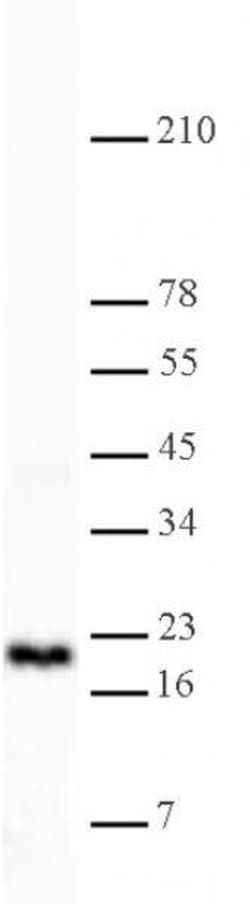 Histone H3K4me2 Polyclonal Antibody, Active Motif 100 &mu;L; Unconjugated:Antibodies,