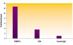 Histone H3K79me2 Polyclonal Antibody, Active Motif:Antibodies:Primary Antibodies