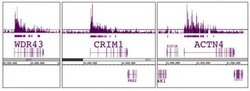 Histone H3K79me2 Polyclonal Antibody, Active Motif:Antibodies:Primary Antibodies