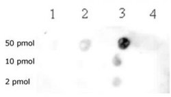 Histone H3K79me2 Polyclonal Antibody, Active Motif:Antibodies:Primary Antibodies