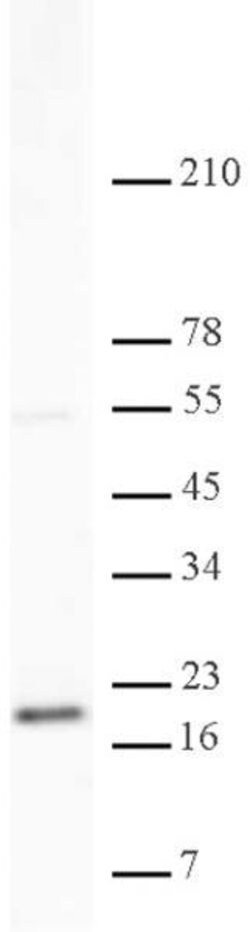 Histone H3K79me2 Polyclonal Antibody, Active Motif:Antibodies:Primary Antibodies