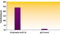 Histone H3S10phS28ph Polyclonal Antibody, Active Motif 200 &mu;L; Unconjugated:Antibodies,
