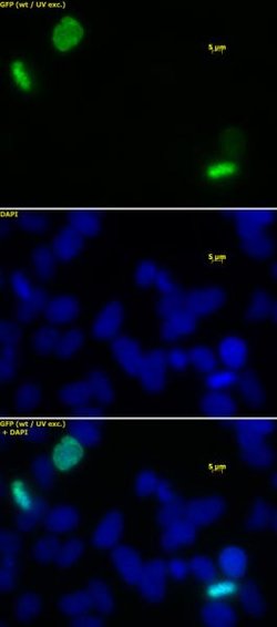 Histone H3S10phS28ph Polyclonal Antibody, Active Motif 200 &mu;L; Unconjugated:Antibodies,