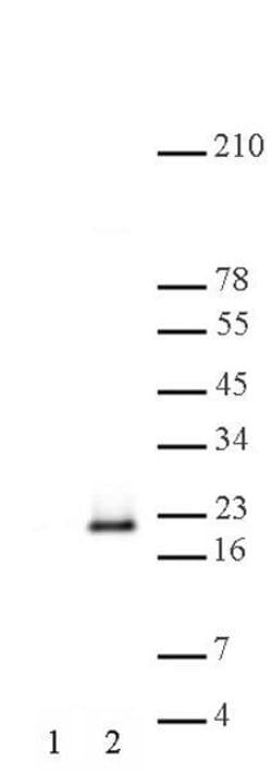 Histone H3S10phS28ph Polyclonal Antibody, Active Motif 200 &mu;L; Unconjugated:Antibodies,