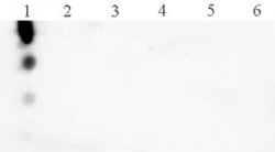 Histone H3T3ph Polyclonal Antibody, Active Motif 10 μL; Unconjugated:Antibodies,