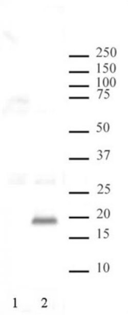 Histone H3T3ph Polyclonal Antibody, Active Motif 10 μL; Unconjugated:Antibodies,