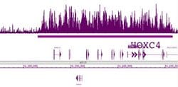 Histone H3K27me3 Polyclonal Antibody, Active Motif 10 &mu;g; Unconjugated:Antibodies,
