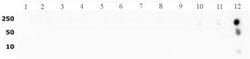 Histone H3K27me3 Polyclonal Antibody, Active Motif 10 &mu;g; Unconjugated:Antibodies,