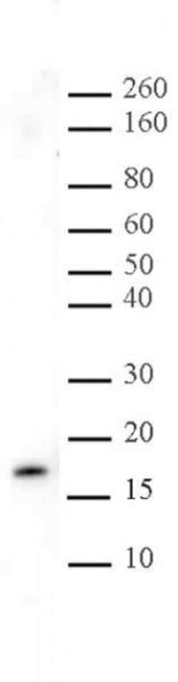 Histone H3K27me3 Polyclonal Antibody, Active Motif 10 &mu;g; Unconjugated:Antibodies,