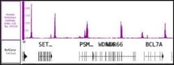 Histone H3K4me3 Polyclonal Antibody, Active Motif 100 &mu;L; Unconjugated:Antibodies,