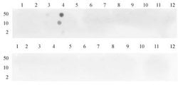 Histone H3K4me3 Polyclonal Antibody, Active Motif 100 &mu;L; Unconjugated:Antibodies,