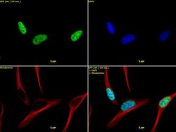 Histone H3K4me3 Polyclonal Antibody, Active Motif 100 &mu;L; Unconjugated:Antibodies,
