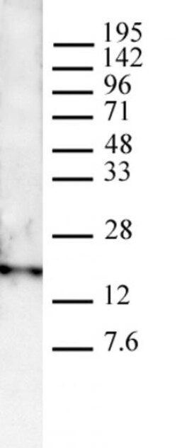 Histone H3K4me3 Polyclonal Antibody, Active Motif 100 &mu;L; Unconjugated:Antibodies,