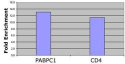 Histone H4K12ac Polyclonal Antibody, Active Motif:Antibodies:Primary Antibodies
