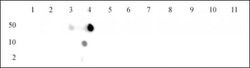 Histone H4K12ac Polyclonal Antibody, Active Motif:Antibodies:Primary Antibodies