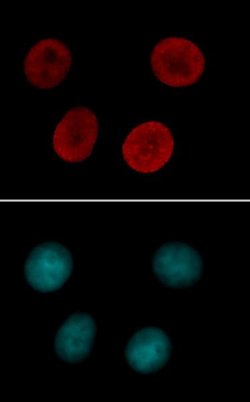 Histone H4K12ac Polyclonal Antibody, Active Motif:Antibodies:Primary Antibodies
