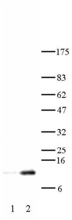 Histone H4K12ac Polyclonal Antibody, Active Motif:Antibodies:Primary Antibodies