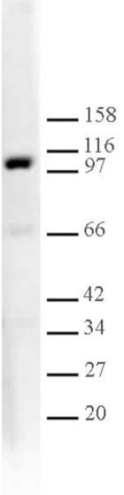 Active Motif L3MBTL1 Polyclonal Antibody 10 &mu;L | Buy Online | Fisher Scientific