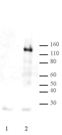 LexA DNA-binding Domain Polyclonal Antibody, Active Motif:Antibodies:Primary
