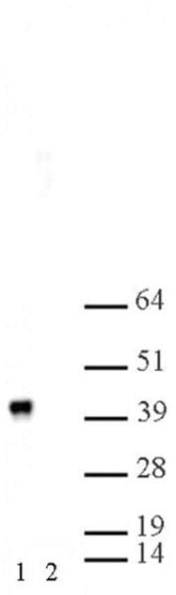 MEP50 Polyclonal Antibody, Active Motif:Antibodies:Primary Antibodies