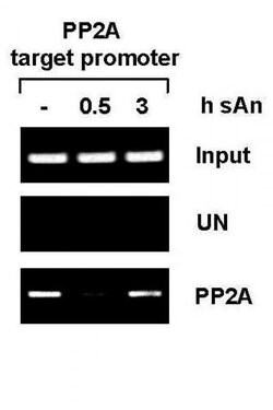 PP2A Rabbit anti-Human, Mouse, Rat, Unconjugated, Polyclonal, Active Motif