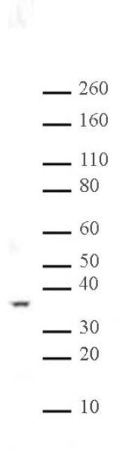 PP2A Rabbit anti-Human, Mouse, Rat, Unconjugated, Polyclonal, Active Motif