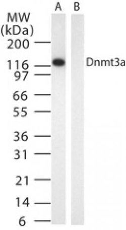 DNMT3A Mouse anti-Human, Mouse, Clone: 64B1446, Active Motif 100 &mu;g;