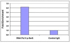 Phospho-RNA pol II CTD (Ser5) Polyclonal Antibody, Active Motif 100 &mu;L | Buy Online | Active Motif | Fisher Scientific