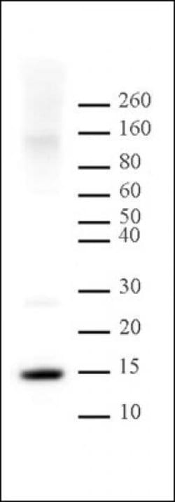Histone H2A Polyclonal Antibody, Active Motif:Antibodies:Primary Antibodies