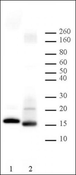 Histone H2B Polyclonal Antibody, Active Motif:Antibodies:Primary Antibodies