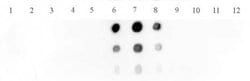 Histone H3K9me1me2me3 Polyclonal Antibody, Active Motif:Antibodies:Primary