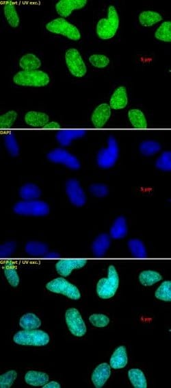 Histone H3K9me1me2me3 Polyclonal Antibody, Active Motif:Antibodies:Primary