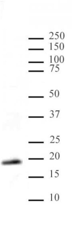 Histone H3K9me1me2me3 Polyclonal Antibody, Active Motif:Antibodies:Primary
