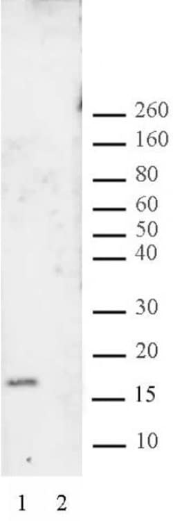 Histone H3K27me2 Polyclonal Antibody, Active Motif:Antibodies:Primary Antibodies