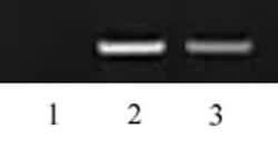Histone H3K27me2 Polyclonal Antibody, Active Motif:Antibodies:Primary Antibodies