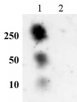 Histone H2AS129ph Polyclonal Antibody, Active Motif:Antibodies:Primary