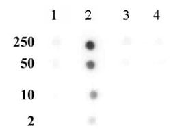 Histone H3K56me2 Polyclonal Antibody, Active Motif:Antibodies:Primary Antibodies