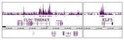 Histone H3K56ac Polyclonal Antibody, Active Motif 10 &mu;L; Unconjugated:Antibodies,