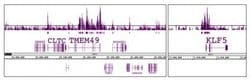 Histone H3K56ac Polyclonal Antibody, Active Motif:Antibodies:Primary Antibodies