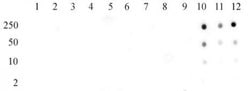 Histone H3K56ac Polyclonal Antibody, Active Motif 10 &mu;L; Unconjugated:Antibodies,