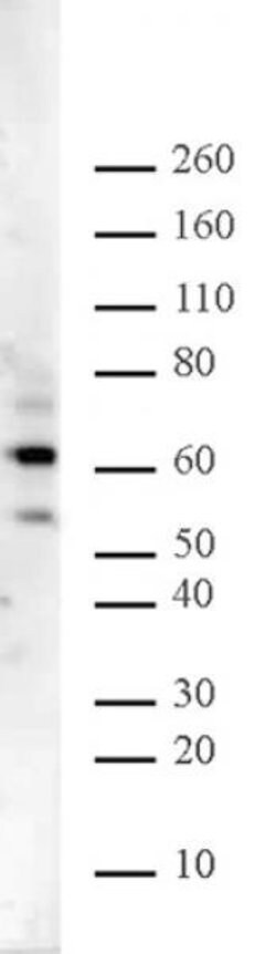 Ikaros Polyclonal Antibody, Active Motif:Antibodies:Primary Antibodies