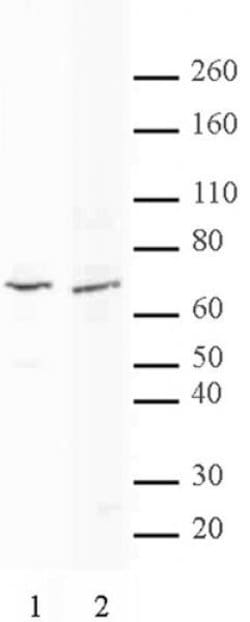 MTA2 Polyclonal Antibody, Active Motif 200 &mu;L | Buy Online | Active Motif | Fisher Scientific