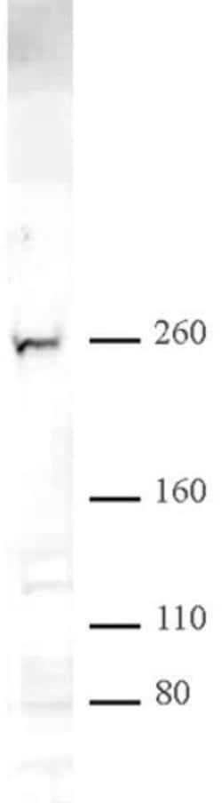 CHD2 Polyclonal Antibody, Active Motif 10 &mu;L; Unconjugated:Antibodies,