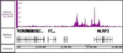 NFkB p65 Polyclonal Antibody, Active Motif 10 &mu;L; Unconjugated:Antibodies,