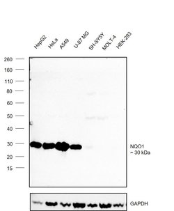 Invitrogen NQO1 Monoclonal Antibody (A180) 100 &mu;g; Unconjugated:Antibodies,