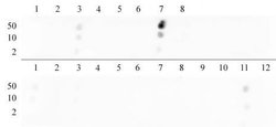 Histone H3K9me2 Polyclonal Antibody, Active Motif:Antibodies:Primary Antibodies