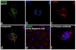 Invitrogen&trade;&nbsp;PODXL Monoclonal Antibody (3D3)