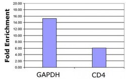 Histone H3K4ac Polyclonal Antibody, Active Motif 200 &mu;L; Unconjugated:Antibodies,